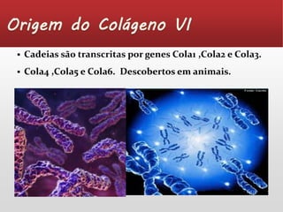  Cadeias são transcritas por genes Cola1 ,Cola2 e Cola3. 
 Cola4 ,Cola5 e Cola6. Descobertos em animais. 
 