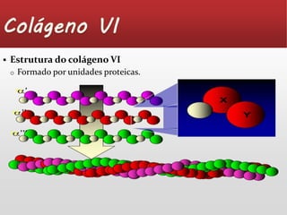  Estrutura do colágeno VI 
o Formado por unidades proteicas. 
 