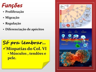 Funções 
 Proliferação 
 Migração 
 Regulação 
 Diferenciação de apócitos 
Só pra lembrar... 
Miopatias do Col. VI 
• Músculos , tendões e 
pele. 
 