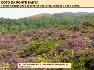 COTO DA FONTE SANTA
Pequeno macizo entre os concellos de Verea, Rairiz de Veiga e Bande.
ALTURAS DESTACADAS: Coto da Fonte Santa (1.088 m).
flora e fauna
 