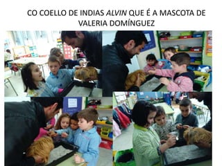CO COELLO DE INDIAS ALVIN QUE É A MASCOTA DE
VALERIA DOMÍNGUEZ
 