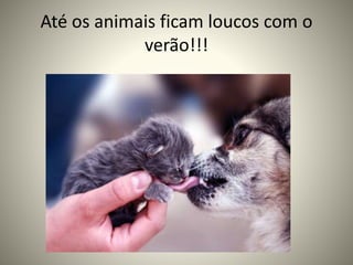 Até os animais ficam loucos com o
verão!!!
 