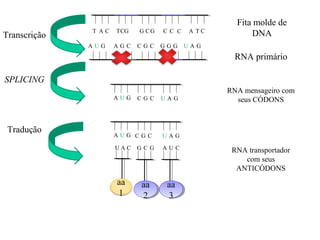 Fita molde de
DNATranscrição
RNA primário
SPLICING
RNA mensageiro com
seus CÓDONS
Tradução
RNA transportador
com seus
ANTICÓDONS
T A C TCG G CG C C C A CT
A U G A G C C G C G G G U A G
A U G C G C U A G
A U G C G C U A G
U A C
aa
1
G C G
aa
2
aa
2
A U C
aa
3
aa
3
 