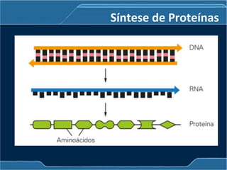 Síntese de Proteínas
 