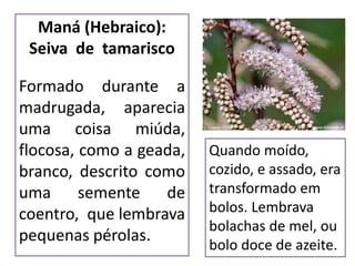 Maná (Hebraico):
Seiva de tamarisco
Formado durante a
madrugada, aparecia
uma coisa miúda,
flocosa, como a geada,
branco, descrito como
uma semente de
coentro, que lembrava
pequenas pérolas.
Quando moído,
cozido, e assado, era
transformado em
bolos. Lembrava
bolachas de mel, ou
bolo doce de azeite.
 