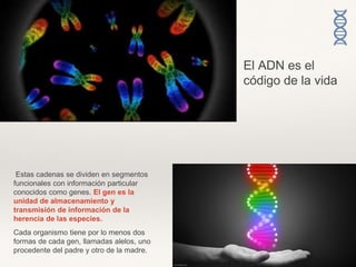 Estas cadenas se dividen en segmentos
funcionales con información particular
conocidos como genes. El gen es la
unidad de almacenamiento y
transmisión de información de la
herencia de las especies.
Cada organismo tiene por lo menos dos
formas de cada gen, llamadas alelos, uno
procedente del padre y otro de la madre.
El ADN es el
código de la vida
 