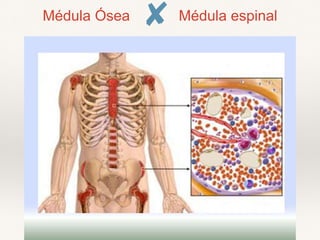 Médula Ósea Médula espinal
 