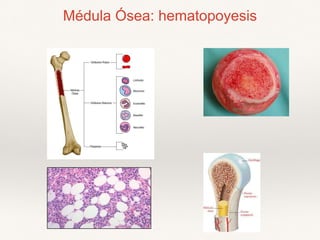 Médula Ósea: hematopoyesis
 