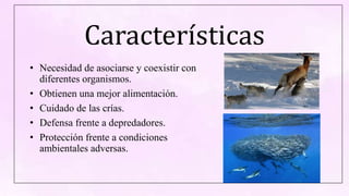 Características
• Necesidad de asociarse y coexistir con
diferentes organismos.
• Obtienen una mejor alimentación.
• Cuidado de las crías.
• Defensa frente a depredadores.
• Protección frente a condiciones
ambientales adversas.
 