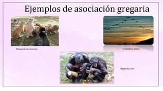 Ejemplos de asociación gregaria
Búsqueda de alimento Trasladarse juntos
Reproducción
 