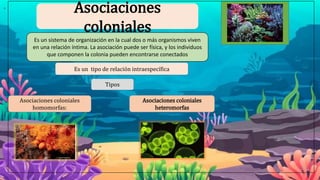 Asociaciones
coloniales
Es un sistema de organización en la cual dos o más organismos viven
en una relación íntima. La asociación puede ser física, y los individuos
que componen la colonia pueden encontrarse conectados
Es un tipo de relación intraespecífica
Tipos
Asociaciones coloniales
homomorfas:
Asociaciones coloniales
heteromorfas
 