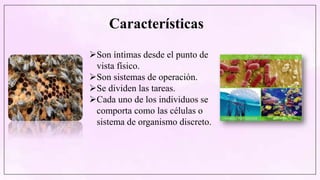 Características
Son íntimas desde el punto de
vista físico.
Son sistemas de operación.
Se dividen las tareas.
Cada uno de los individuos se
comporta como las células o
sistema de organismo discreto.
 