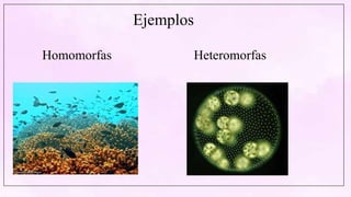 Ejemplos
Homomorfas Heteromorfas
 
