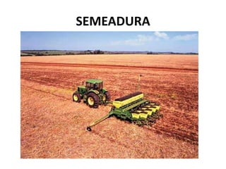 SEMEADURA
 