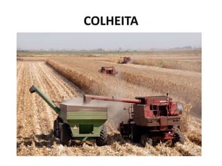 COLHEITA
 