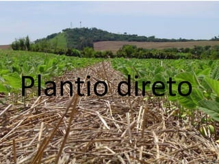 Plantio direto
 