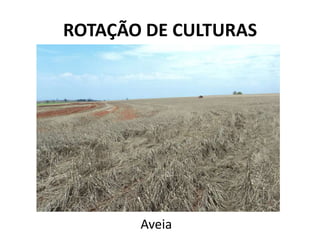ROTAÇÃO DE CULTURAS




       Aveia
 