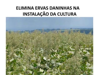 ELIMINA ERVAS DANINHAS NA
   INSTALAÇÃO DA CULTURA
 