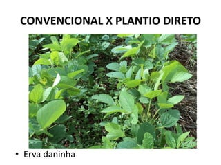 CONVENCIONAL X PLANTIO DIRETO




• Erva daninha
 