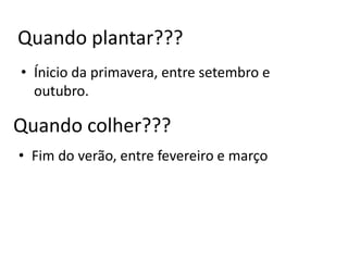 Quando plantar???
• Ínicio da primavera, entre setembro e
  outubro.

Quando colher???
• Fim do verão, entre fevereiro e março
 