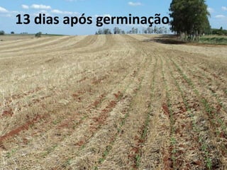 13 dias após germinação
 