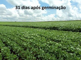 31 dias após germinação
 