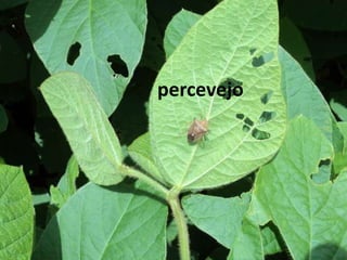 percevejo
 