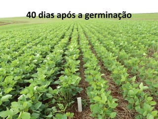 40 dias após a germinação
 