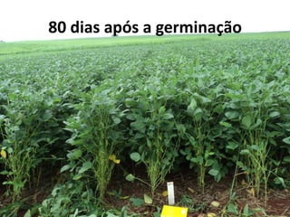 80 dias após a germinação
 