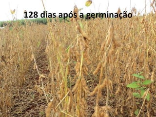 128 dias após a germinação
 