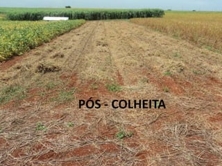 PÓS - COLHEITA
 