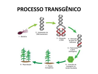 PROCESSO TRANSGÊNICO
 