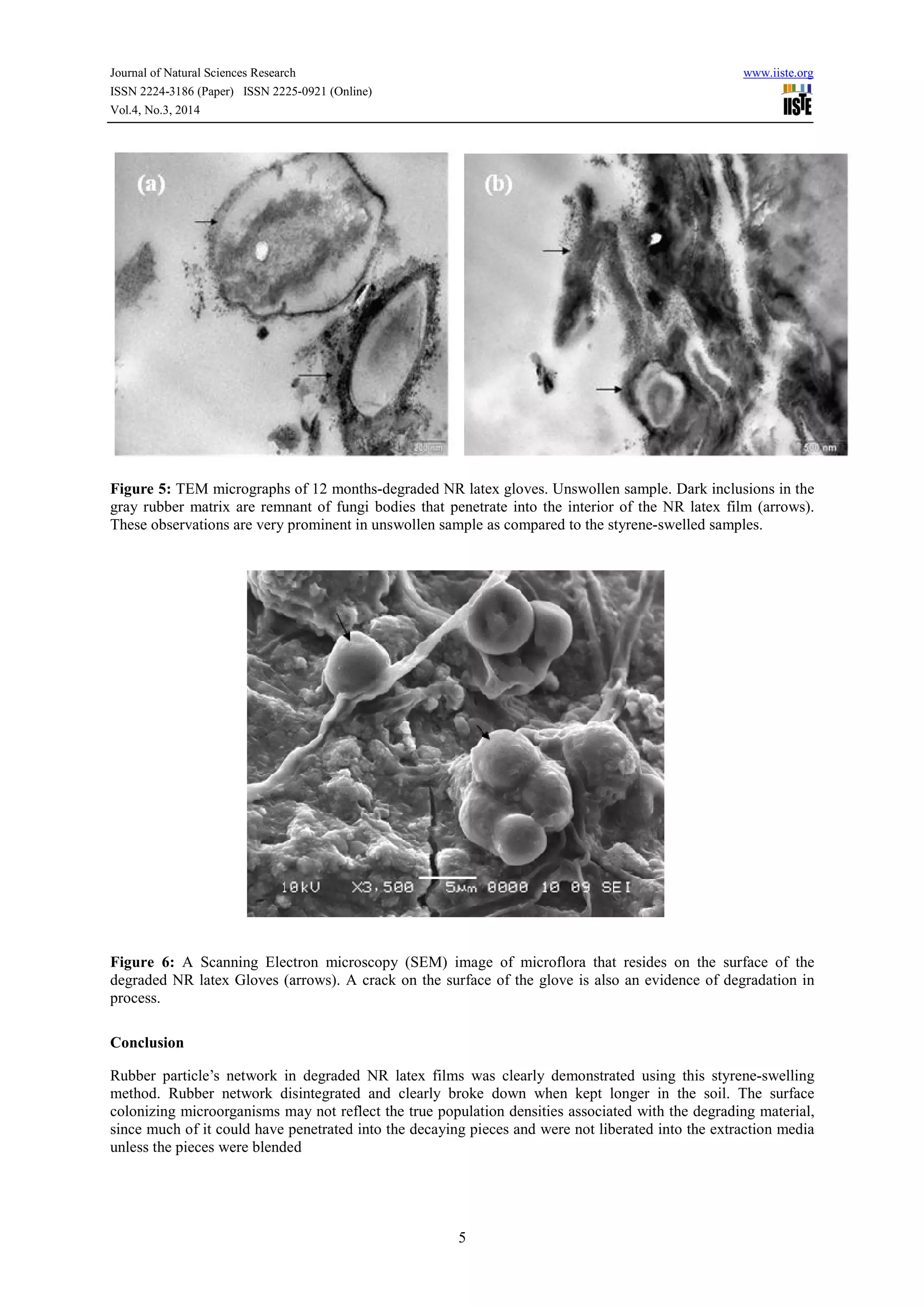 Journal of Natural Sciences Research www.iiste.org
ISSN 2224-3186 (Paper) ISSN 2225-0921 (Online)
Vol.4, No.3, 2014
5
Figure 5: TEM micrographs of 12 months-degraded NR latex gloves. Unswollen sample. Dark inclusions in the
gray rubber matrix are remnant of fungi bodies that penetrate into the interior of the NR latex film (arrows).
These observations are very prominent in unswollen sample as compared to the styrene-swelled samples.
Figure 6: A Scanning Electron microscopy (SEM) image of microflora that resides on the surface of the
degraded NR latex Gloves (arrows). A crack on the surface of the glove is also an evidence of degradation in
process.
Conclusion
Rubber particle’s network in degraded NR latex films was clearly demonstrated using this styrene-swelling
method. Rubber network disintegrated and clearly broke down when kept longer in the soil. The surface
colonizing microorganisms may not reflect the true population densities associated with the degrading material,
since much of it could have penetrated into the decaying pieces and were not liberated into the extraction media
unless the pieces were blended
 