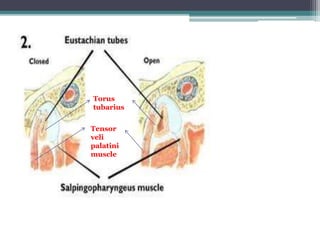 Torus 
tubarius 
Tensor 
veli 
palatini 
muscle 
 
