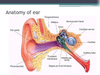 Anatomy of ear 
 