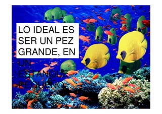 LO IDEAL ES
SER UN PEZ
GRANDE, EN
UN
ESTANQUE
PEQUEÑO
 