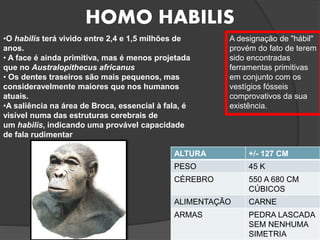 HOMO HABILIS
A designação de "hábil"
provém do fato de terem
sido encontradas
ferramentas primitivas
em conjunto com os
vestígios fósseis
comprovativos da sua
existência.
ALTURA +/- 127 CM
PESO 45 K
CÉREBRO 550 A 680 CM
CÚBICOS
ALIMENTAÇÃO CARNE
ARMAS PEDRA LASCADA
SEM NENHUMA
SIMETRIA
•O habilis terá vivido entre 2,4 e 1,5 milhões de
anos.
• A face é ainda primitiva, mas é menos projetada
que no Australopithecus africanus
• Os dentes traseiros são mais pequenos, mas
consideravelmente maiores que nos humanos
atuais.
•A saliência na área de Broca, essencial à fala, é
visível numa das estruturas cerebrais de
um habilis, indicando uma provável capacidade
de fala rudimentar
 