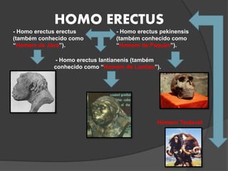HOMO ERECTUS
- Homo erectus lantianenis (também
conhecido como “Homem de Lantian”).
- Homo erectus pekinensis
(também conhecido como
“Homem de Pequim”).
- Homo erectus erectus
(também conhecido como
“Homem de Java”).
Homem Tautavel
 