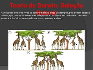 Teoria de Darwin: Seleção
NaturalAs espécies de seres vivos se transformam ao longo dos tempos, pois sofrem seleção
natural, que prioriza os seres mais adaptados ao ambiente em que vivem, devido a
suas características serem adequadas ao meio onde vivem.
 