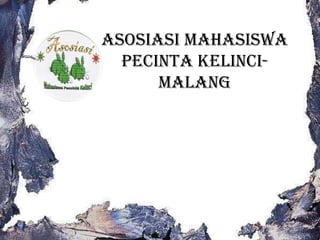 Asosiasi Mahasiswa
  Pecinta Kelinci-
      Malang
 