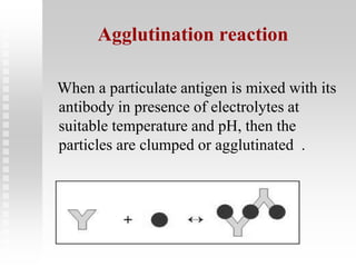 Agglutination reaction
When a particulate antigen is mixed with its
antibody in presence of electrolytes at
suitable temperature and pH, then the
particles are clumped or agglutinated .
 