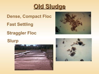 Timefactive Sludge acticated sluge process | PPT