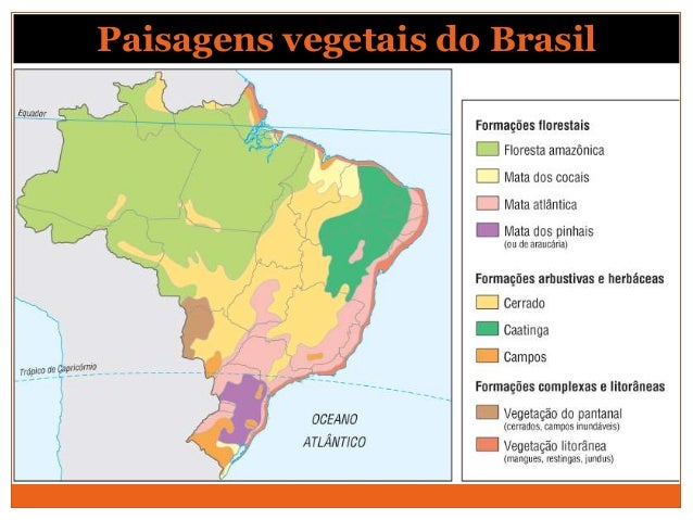 quais-s-o-as-forma-es-vegetais-nativas-do-brasil-berysv