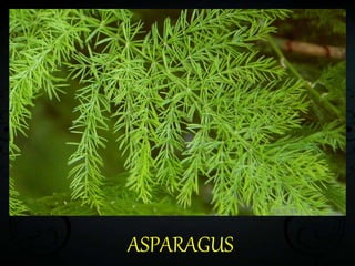 ASPARAGUS
 