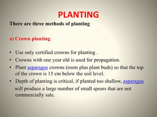 PLANTING
There are three methods of planting
a) Crown planting
• Use only certified crowns for planting .
• Crowns with one year old is used for propagation.
• Plant asparagus crowns (roots plus plant buds) so that the top
of the crown is 15 cm below the soil level.
• Depth of planting is critical, if planted too shallow, asparagus
will produce a large number of small spears that are not
commercially sale.
 