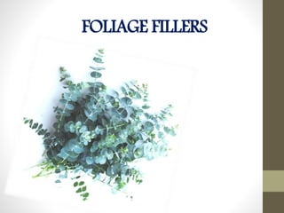 FOLIAGE FILLERS
 