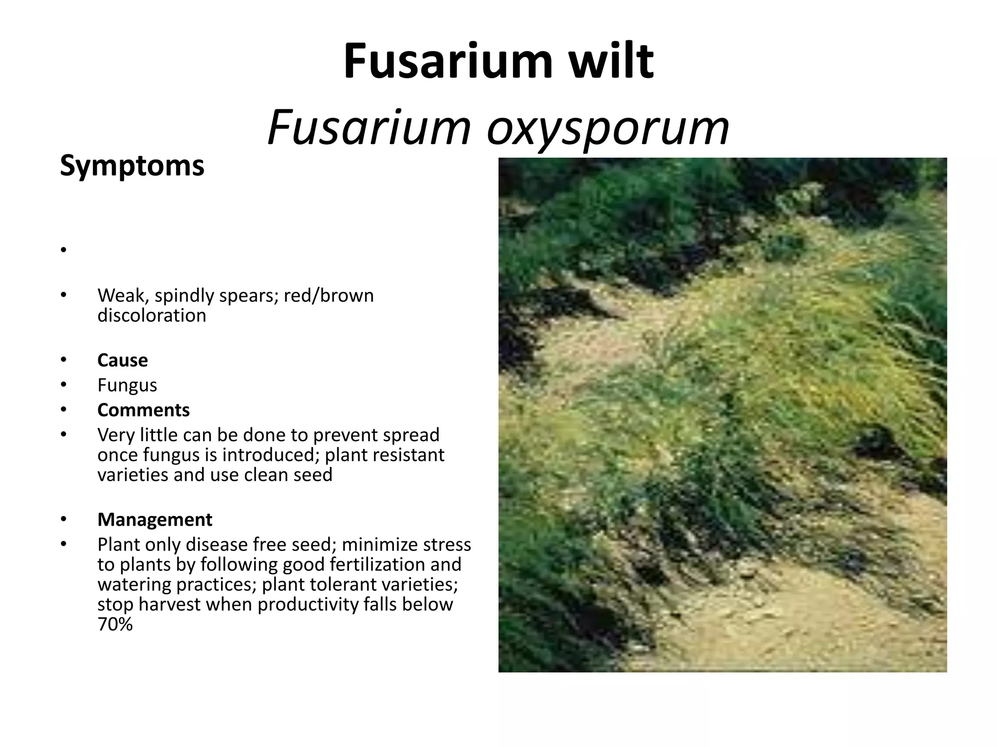 Fusarium wilt
Fusarium oxysporum
Symptoms
•
• Weak, spindly spears; red/brown
discoloration
• Cause
• Fungus
• Comments
• Very little can be done to prevent spread
once fungus is introduced; plant resistant
varieties and use clean seed
• Management
• Plant only disease free seed; minimize stress
to plants by following good fertilization and
watering practices; plant tolerant varieties;
stop harvest when productivity falls below
70%