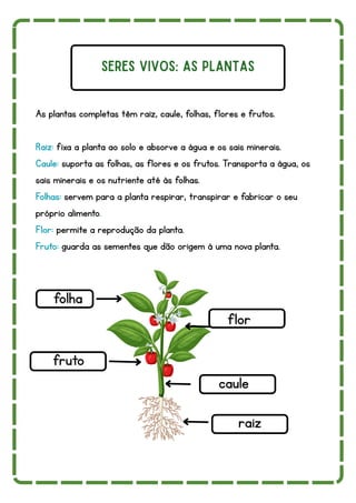 seres vivos: as plantas
As plantas completas têm raiz, caule, folhas, flores e frutos.
Raiz: fixa a planta ao solo e absorve a água e os sais minerais.
Caule: suporta as folhas, as flores e os frutos. Transporta a água, os
sais minerais e os nutriente até às folhas.
Folhas: servem para a planta respirar, transpirar e fabricar o seu
próprio alimento.
Flor: permite a reprodução da planta.
Fruto: guarda as sementes que dão origem à uma nova planta.
folha
flor
fruto
raiz
caule
 