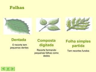 Folhas Dentada  O recorte tem pequenos dentes Composta digitada Recorte formando pequenas folhas como dedos Folha simples partida Tem recortes fundos 