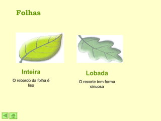 Folhas Lobada O recorte tem forma sinuosa Inteira O rebordo da folha é liso 